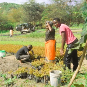 planting trees to prevent erosion